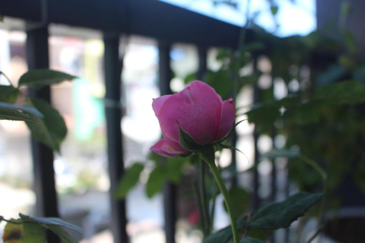 Hoa Hong Miyako Hotel ดาลัด ภายนอก รูปภาพ